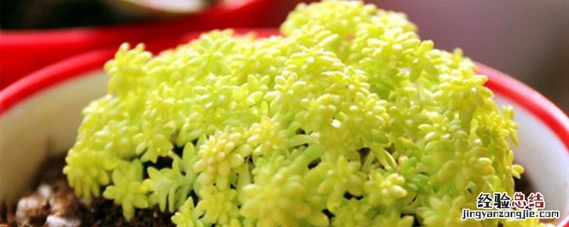 黄金万年草种植方法和时间 黄金万年草怎么移栽