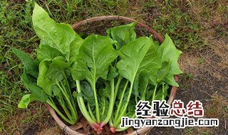 菠菜可以和海蛎一起吃吗 菠菜与牡蛎可以一起吃吗