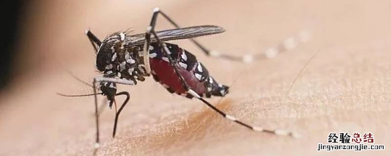 蚊子是趋光还是避光 蚊子趋光性还是避光性