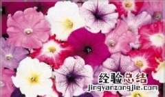 矮牵牛会自行结种子吗图片 矮牵牛会自行结种子吗