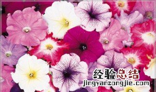 矮牵牛会自行结种子吗图片 矮牵牛会自行结种子吗