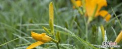 黄花菜种植方法和时间 黄花菜什么季节种植