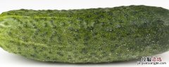 黄瓜种植方法和时间 黄瓜种植方法和时间视频