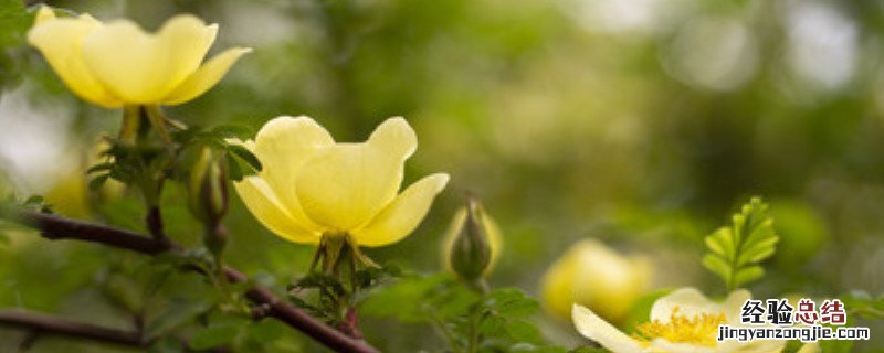 黄刺玫种植方法和时间 黄刺玫怎么种植