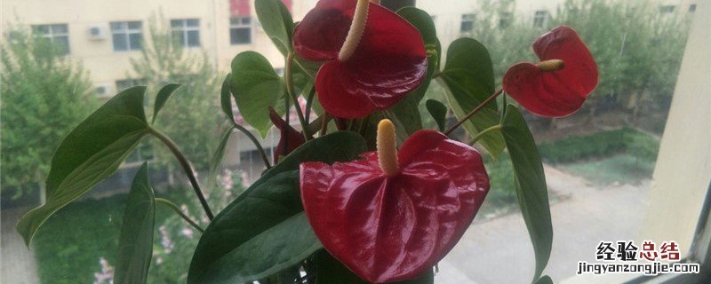 花烛种植方法和时间 植物花烛怎么养