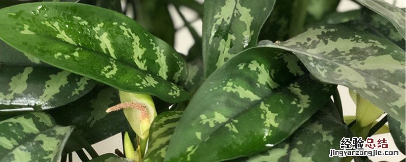 花叶万年青种植方法和时间 花叶万年青的养殖方法和注意