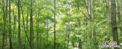 林场防火管理员是干嘛的 林场防火员是什么单位