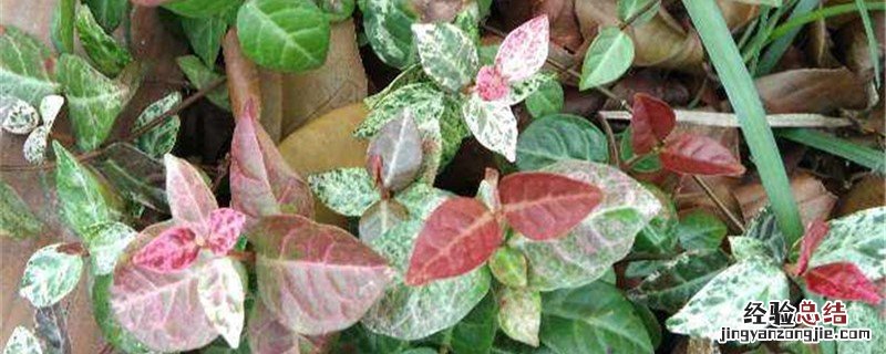 花叶络石种植方法和时间 花叶络石的养殖方法和注意事项