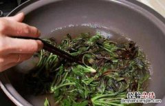 老香椿叶泡水喝的功效与作用 老香椿叶泡水喝的功效与作用是什么