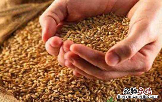 淮小麦的功效与作用的功能与主治 淮小麦的功效与作用