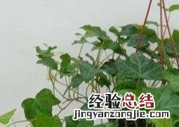 花叶常春藤的养殖方法和注意事项 长春藤的养殖方法和注意事项
