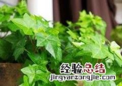 窄叶常春藤的养殖方法 常春藤栽种方法