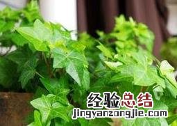 窄叶常春藤的养殖方法 常春藤栽种方法