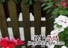 长春花的养殖方法和注意事项 花叶蔓长春花的养殖方法和注意事项