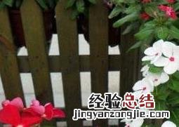 长春花的养殖方法和注意事项 花叶蔓长春花的养殖方法和注意事项