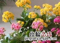 长寿花的养殖方法和注意事项浇水 长寿花的养殖方法和注意事项