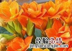 长寿花能水培养殖吗 长寿花水培养殖方法和注意事项