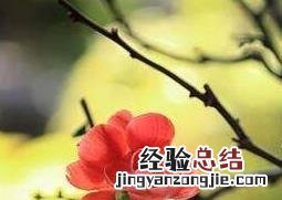 长寿梅如何养殖视频 长寿梅如何养殖