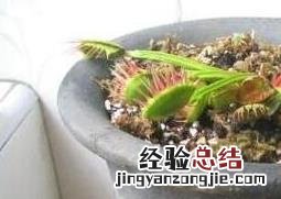捕蝇草怎么繁殖 捕蝇草怎么繁殖下一代
