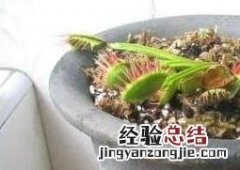 捕蝇草怎么繁殖 捕蝇草怎么繁殖下一代
