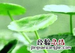 铜钱草怎么养水培 铜钱草怎么养