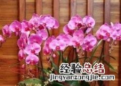 蝴蝶兰的养殖方法技巧 蝴蝶兰的养殖方法与注意事项