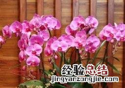 蝴蝶兰的养殖方法技巧 蝴蝶兰的养殖方法与注意事项