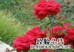 月季花冬天的养殖方法和注意事项有哪些 月季花冬天的养殖方法和注意事项