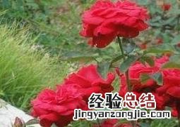 月季花冬天的养殖方法和注意事项有哪些 月季花冬天的养殖方法和注意事项