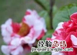 茉莉花的养殖方法和注意事项 茶花的养殖方法和注意事项