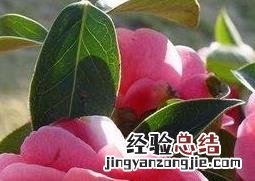 云南山茶花怎么养 云南山茶花的养殖方法