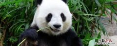 大熊猫是什么类别 大熊猫是什么类别至少说出三种