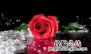 玫瑰的真正含义 玫瑰花的人生哲理