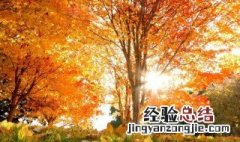 描写校园里的秋天的句子 形容校园里的秋天的句子