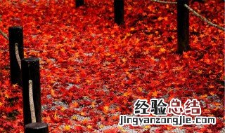 描写枫树林的优美段落 描写枫树林优美段落如下