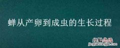 蝉从产卵到成虫的生长过程 蝉从产卵到成虫的生长过程表