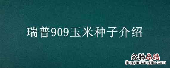 瑞普909玉米种子介绍 瑞普909玉米种子简介