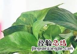 怎样用水养殖绿萝 绿萝怎么用水养殖