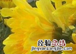 月月菊花怎么养 月月菊花如何养