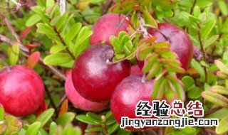 蔓越莓怎么长出来的 蔓越莓怎么长出来的图片