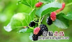 吃桑叶有什么好处有什么功效 桑叶的功效与作用及禁忌