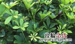 鹅掌柴的功效与作用 鹅掌柴功能主治