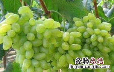 绿提子皮的功效与作用 绿青提子的功效与作用