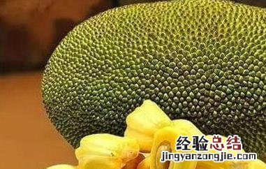 菠萝蜜最快的催熟办法 菠萝蜜最快的催熟办法是什么