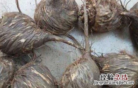 玛卡怎么吃效果最好,有副作用吗 玛卡怎么吃效果最好