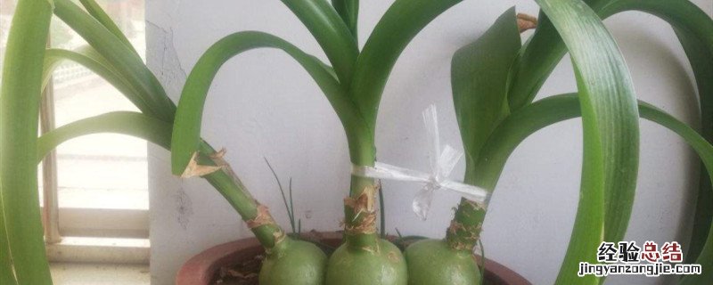虎眼万年青什么季节种 虎眼万年青种植方法和时间