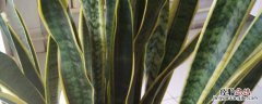 虎尾兰栽培技术 虎尾兰种植方法和时间