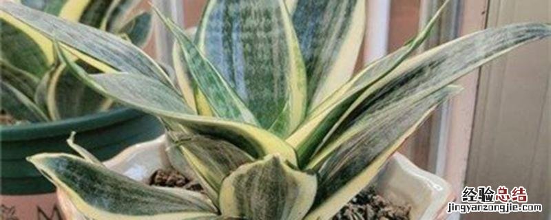 虎皮兰的种植和养护方法 虎皮兰种植方法和时间