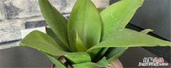 虎耳兰用什么盆养 虎耳兰种植方法和时间