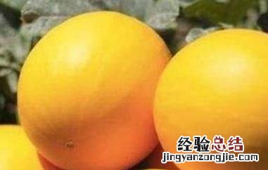 黄河蜜瓜的营养价值和功效 黄河蜜瓜的营养成分